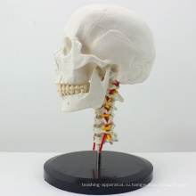 SKULL06 (12332) Пластиковые анатомические череп модель с шейного отдела позвоночника 